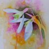 Snowdrops 1