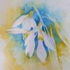 Snowdrops 2